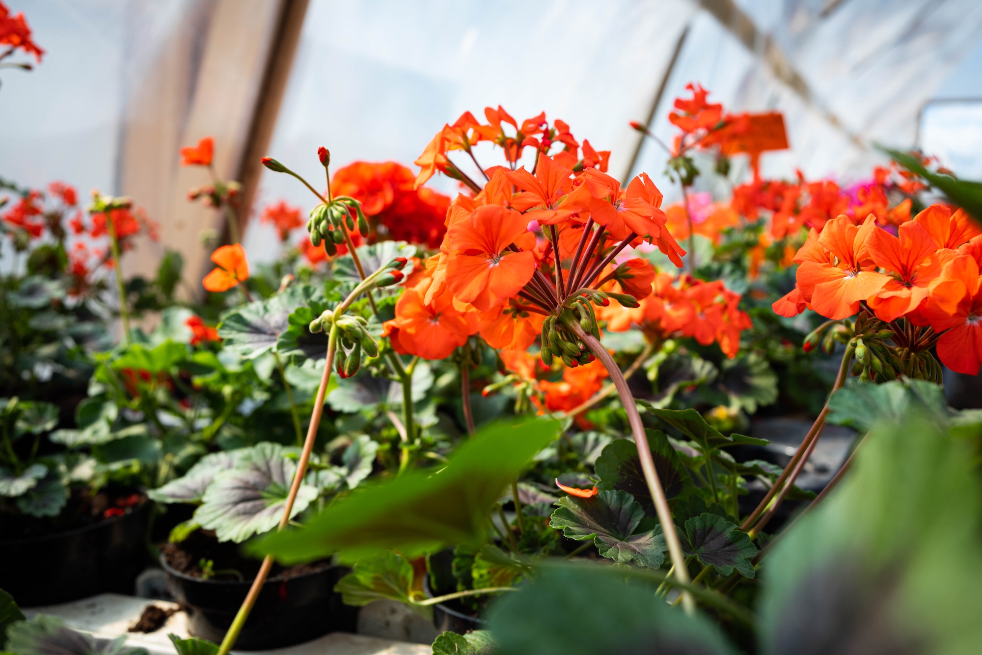 Orange geraniums grown in a greenhouse.